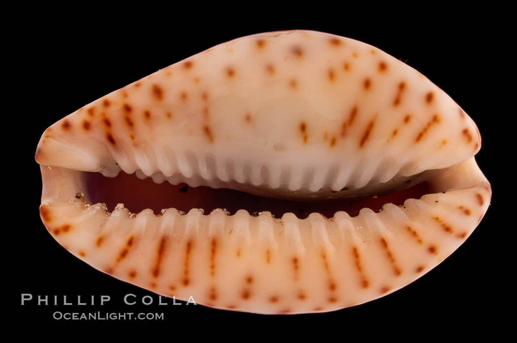 Fawn Cowrie., Cypraea nebrites, natural history stock photograph, photo id 08570