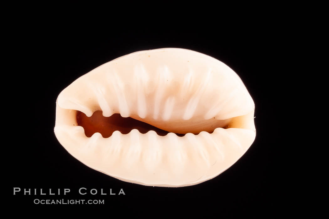 Bulging Cowrie., Cypraea obvelata, natural history stock photograph, photo id 08773