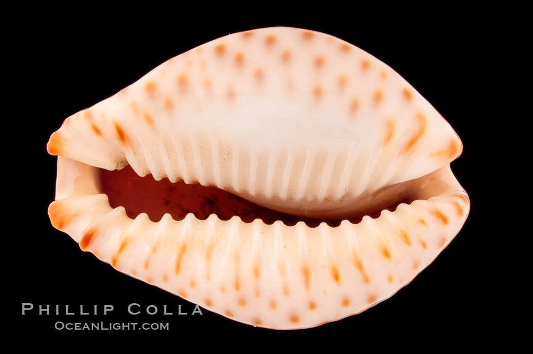Ocellate Cowrie., Cypraea ocellata, natural history stock photograph, photo id 08598