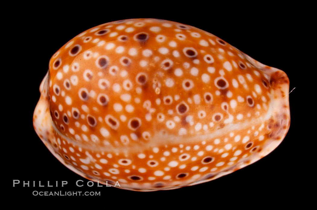 Ocellate Cowrie., Cypraea ocellata, natural history stock photograph, photo id 08059