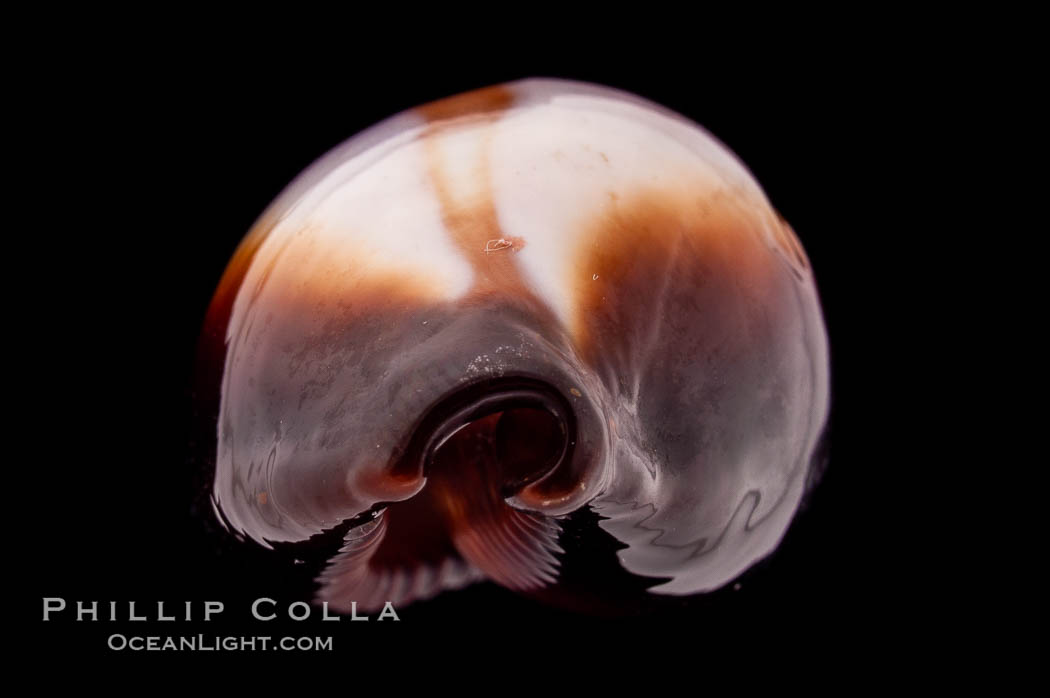 Onyx Cowrie., Cypraea onyx, natural history stock photograph, photo id 08432