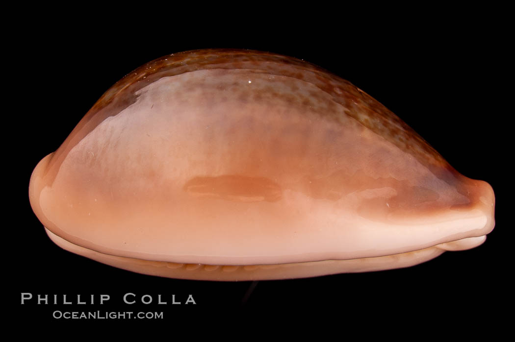 Egg Cowrie., Cypraea ovum, natural history stock photograph, photo id 08179