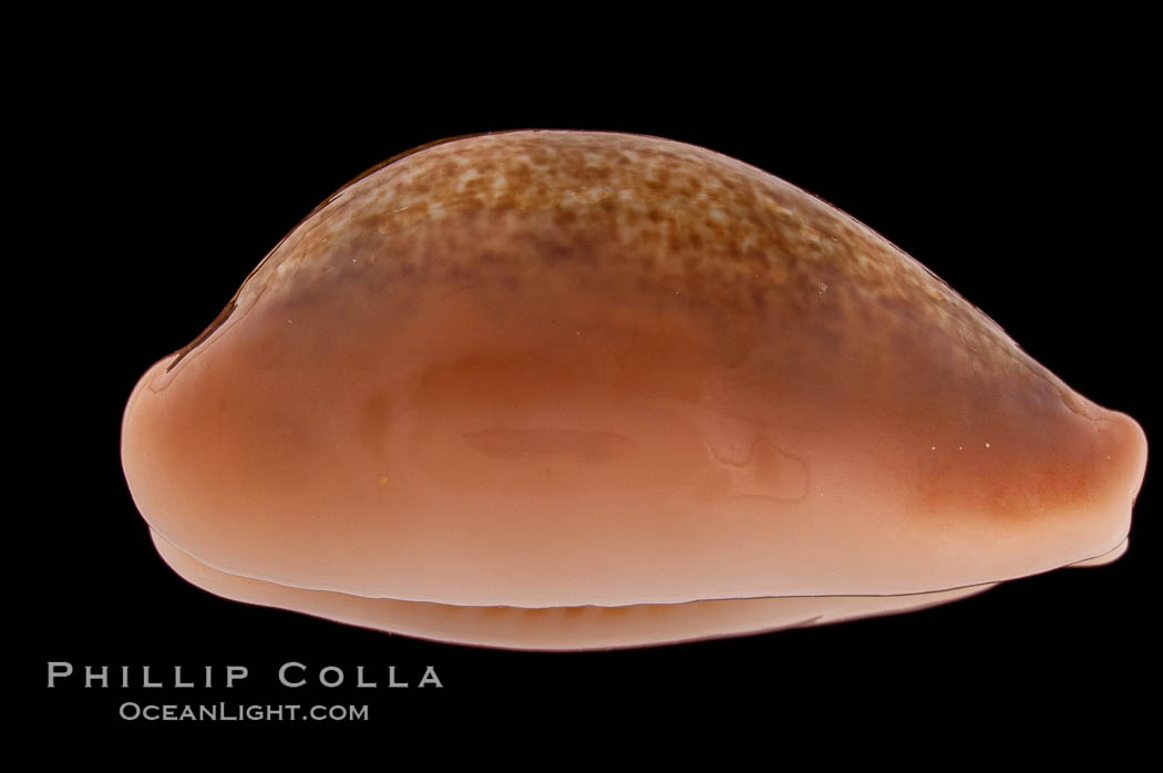 Egg Cowrie., Cypraea ovum, natural history stock photograph, photo id 08237