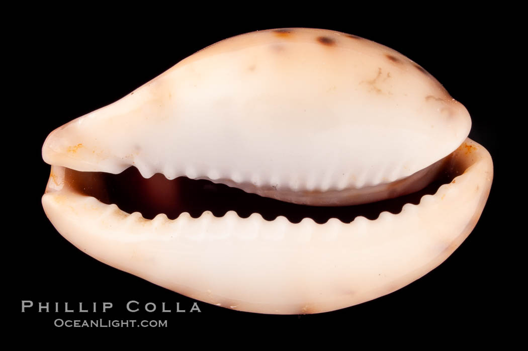 Pale Cowrie., Cypraea pallida, natural history stock photograph, photo id 08014