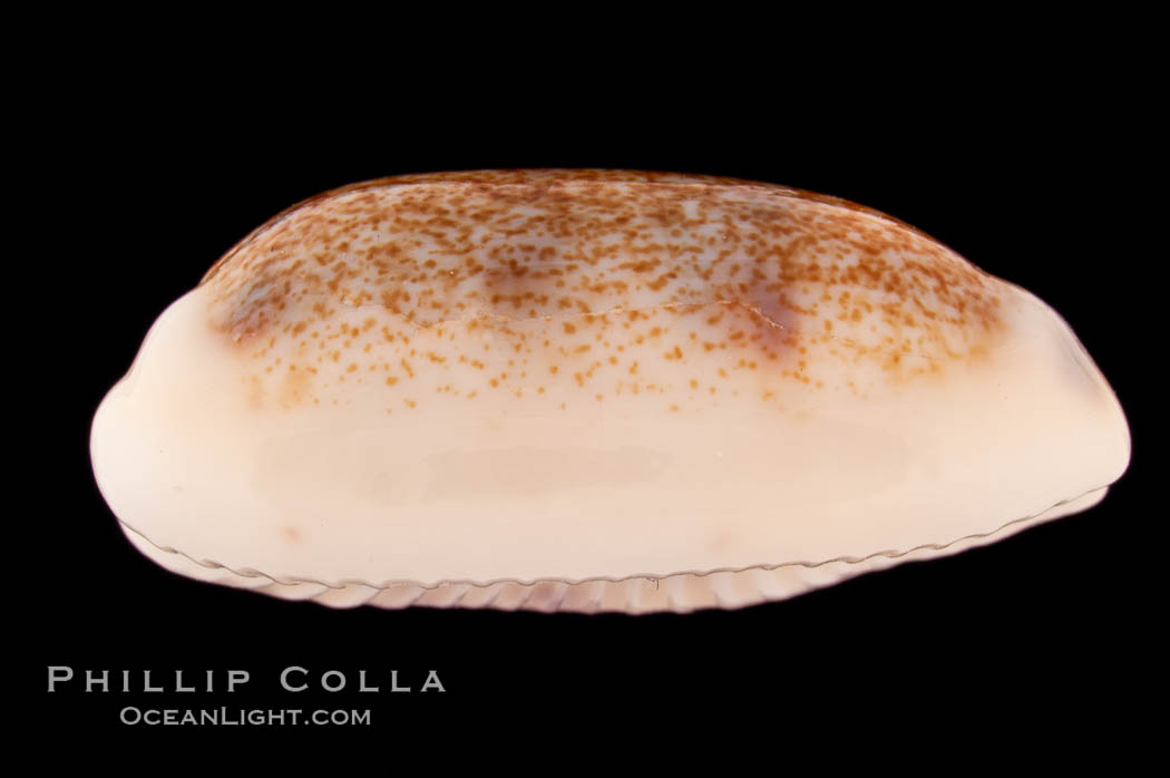 Pale Cowrie., Cypraea pallidula, natural history stock photograph, photo id 08611