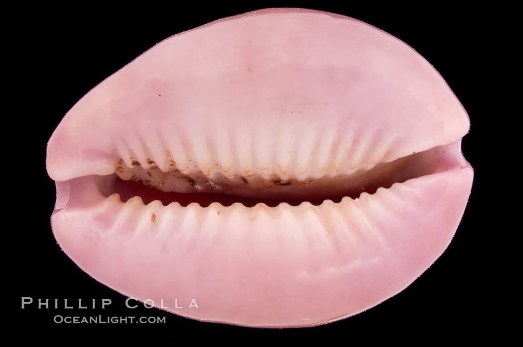 Porous Cowrie., Cypraea poraria, natural history stock photograph, photo id 08503