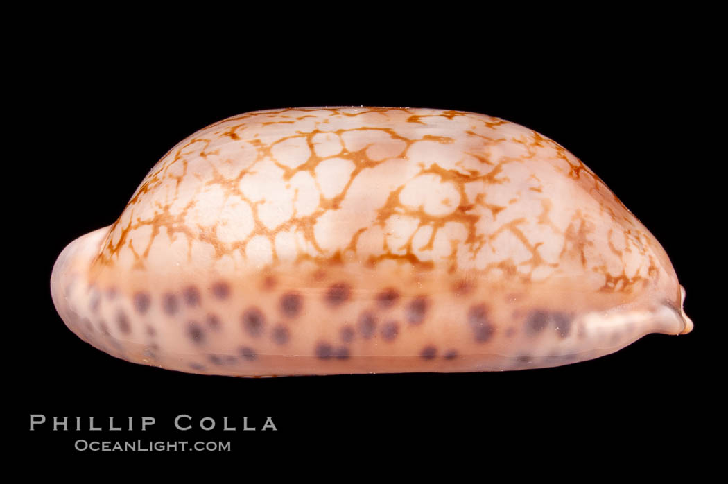 Jester Cowrie., Cypraea scurra, natural history stock photograph, photo id 08011