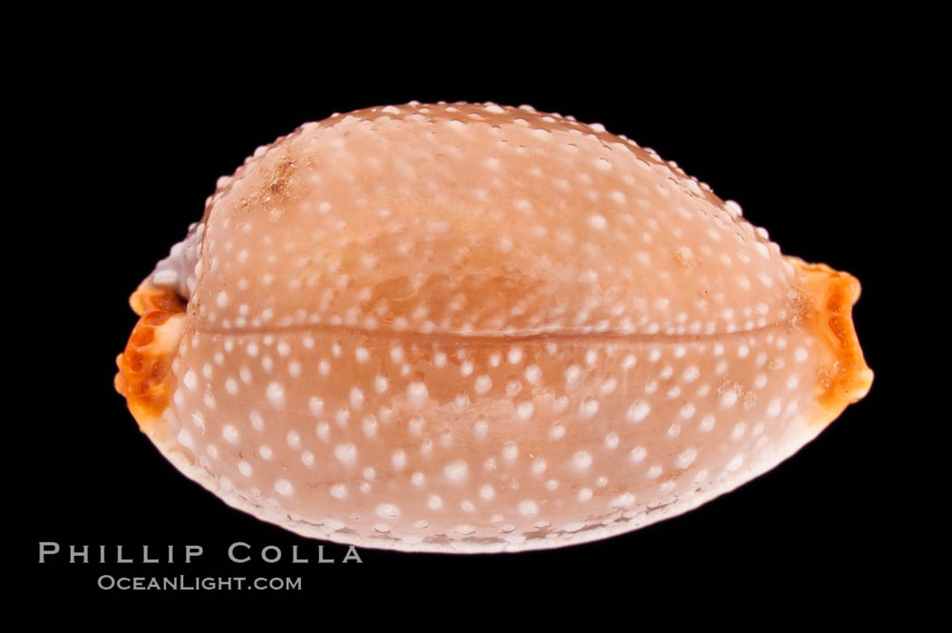 Grape Cowrie., Cypraea staphylaea, natural history stock photograph, photo id 08494