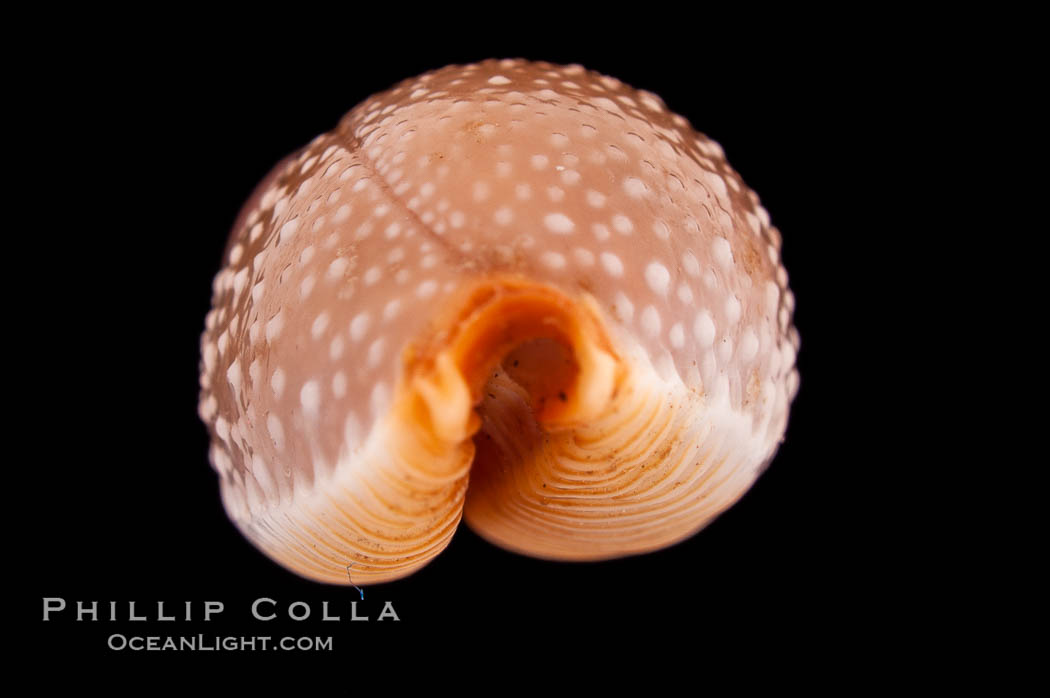 Grape Cowrie., Cypraea staphylaea, natural history stock photograph, photo id 08497