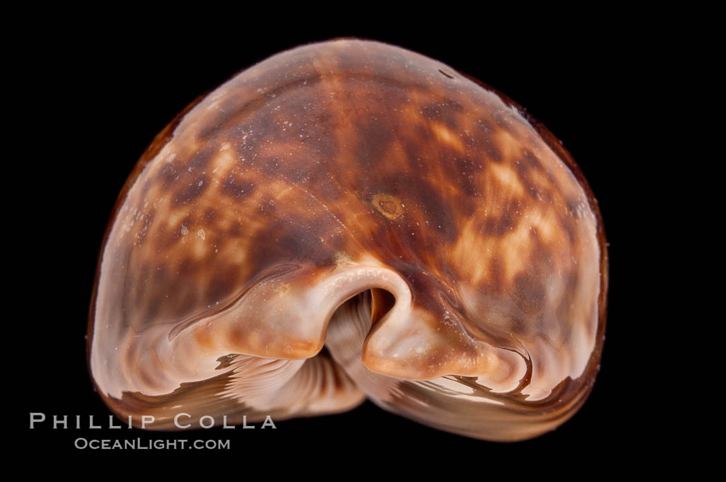 Rat Droppings Cowrie., Cypraea stercoraria, natural history stock photograph, photo id 08304