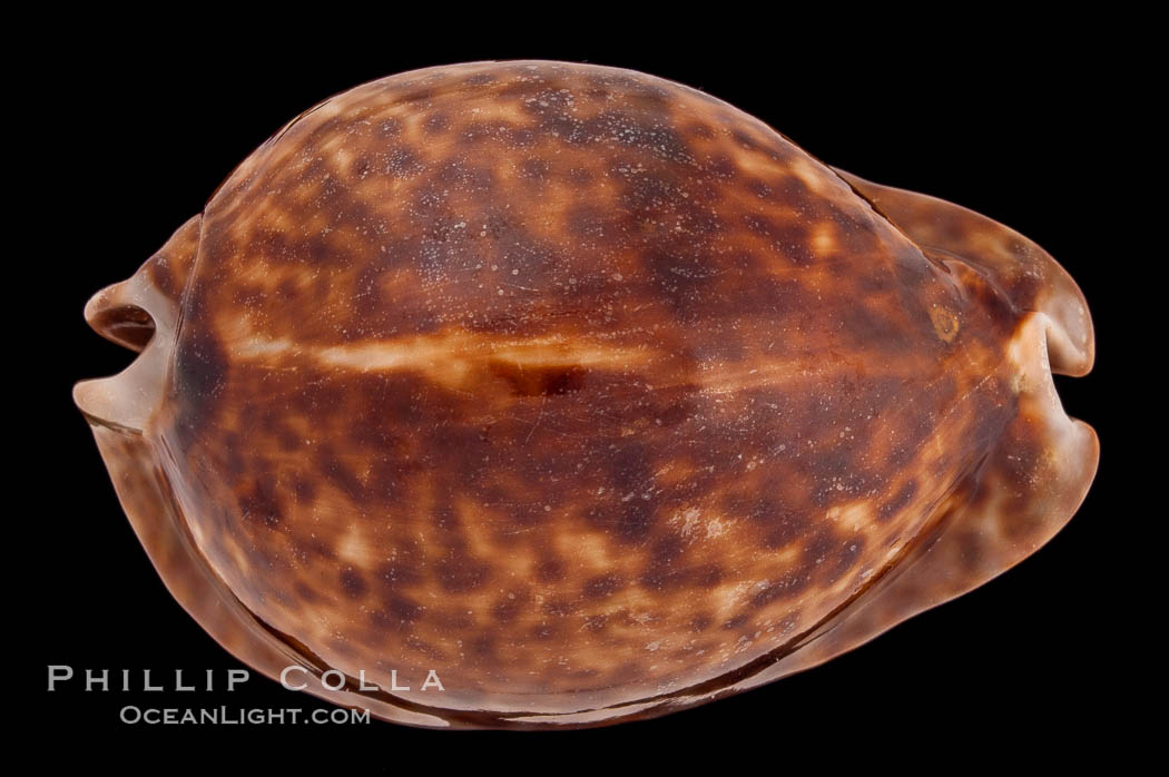 Rat Droppings Cowrie., Cypraea stercoraria, natural history stock photograph, photo id 08301