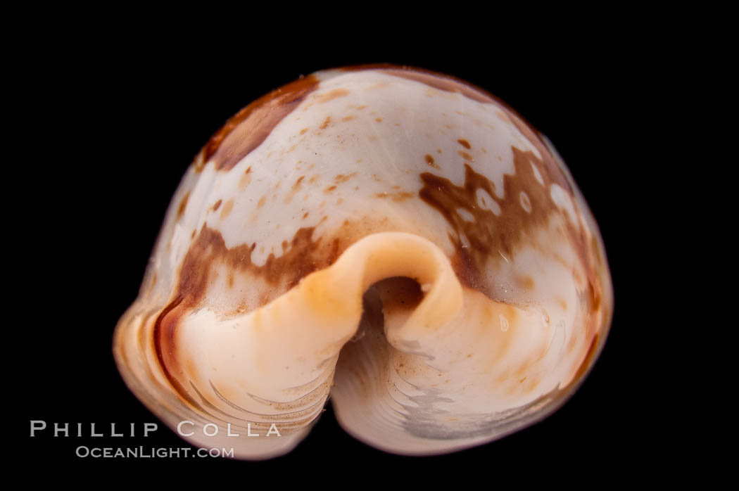 Stolid Cowrie., Cypraea stolida, natural history stock photograph, photo id 08408