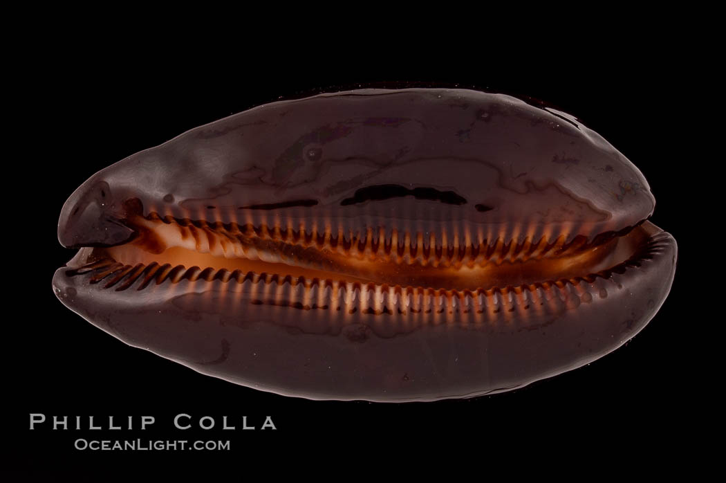 Dark Mole Cowrie., Cypraea talpa saturata, natural history stock photograph, photo id 08520