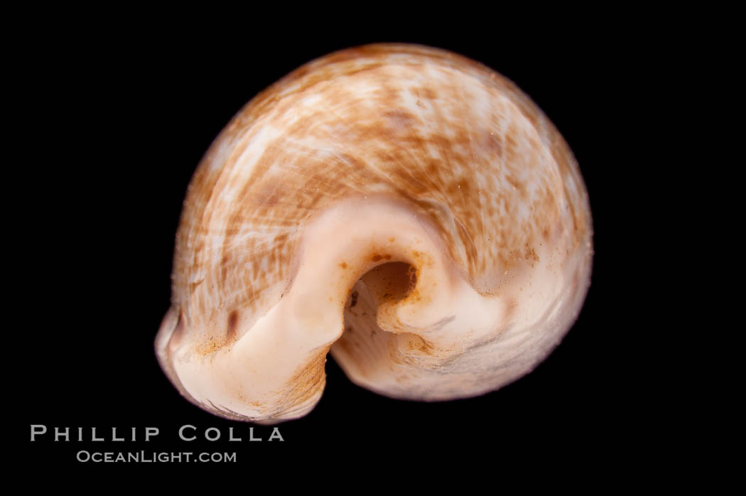 Tapering Cowrie., Cypraea teres, natural history stock photograph, photo id 08384