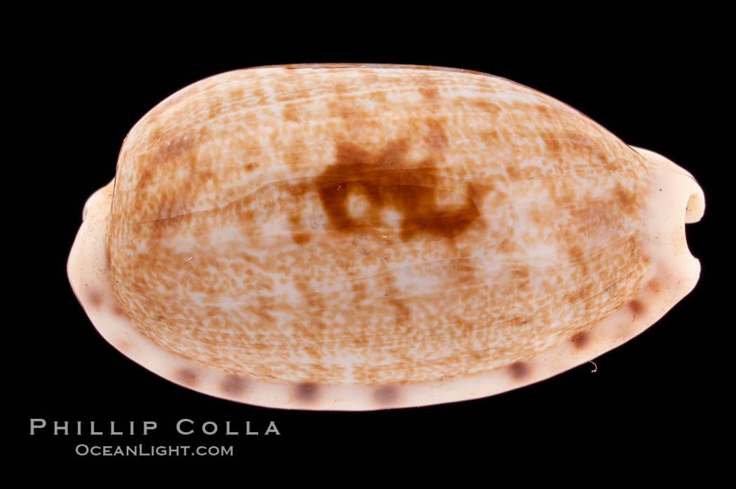 Tapering Cowrie., Cypraea teres, natural history stock photograph, photo id 08557