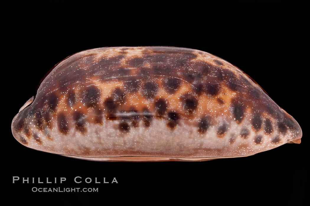 Turtle Cowrie., Cypraea testudinaria, natural history stock photograph, photo id 08312