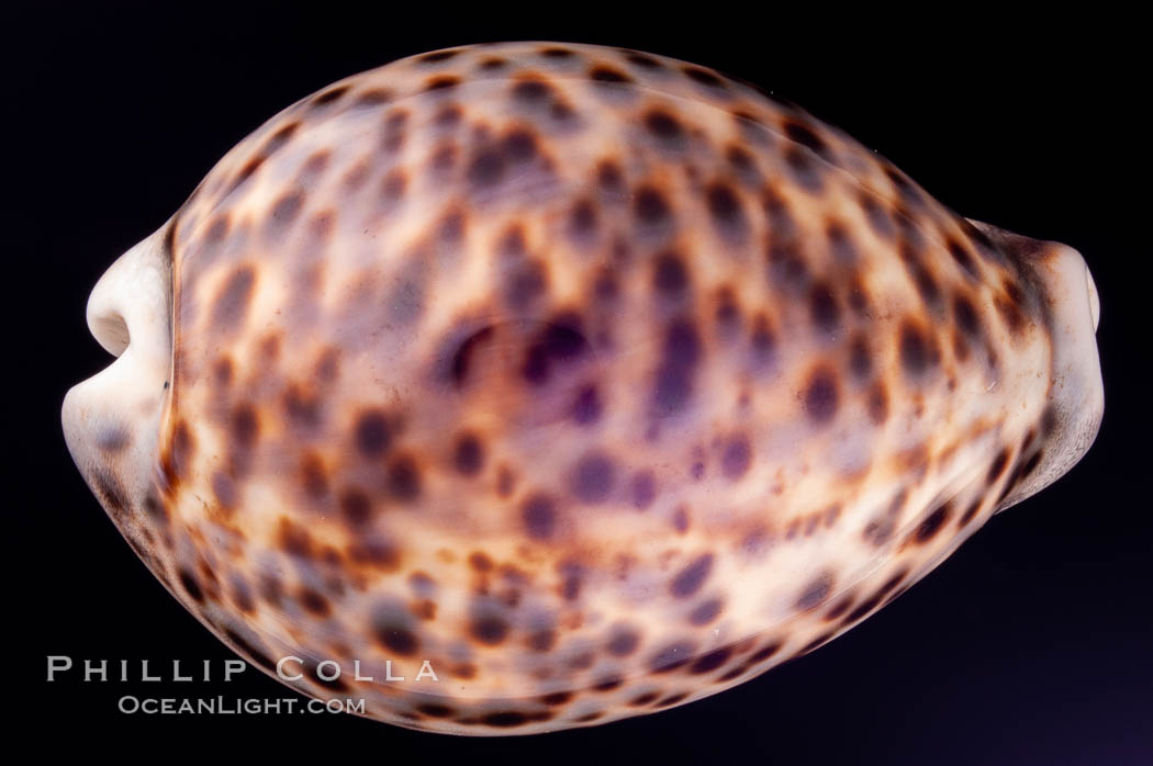 Tiger Cowrie., Cypraea tigris, natural history stock photograph, photo id 08005