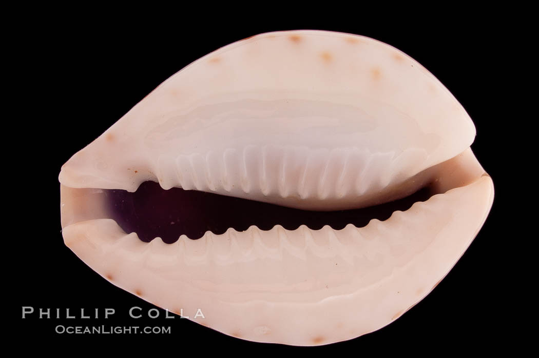 Thrush Cowrie., Cypraea turdus, natural history stock photograph, photo id 08315