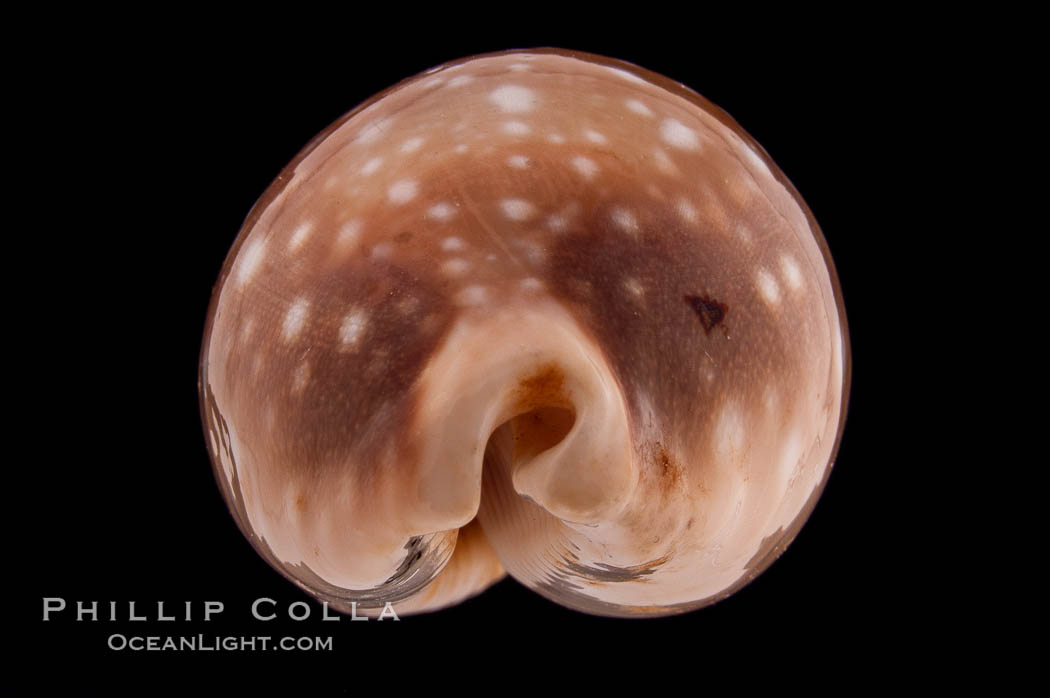 Pacific Deer Cowrie., Cypraea vitellus, natural history stock photograph, photo id 08336