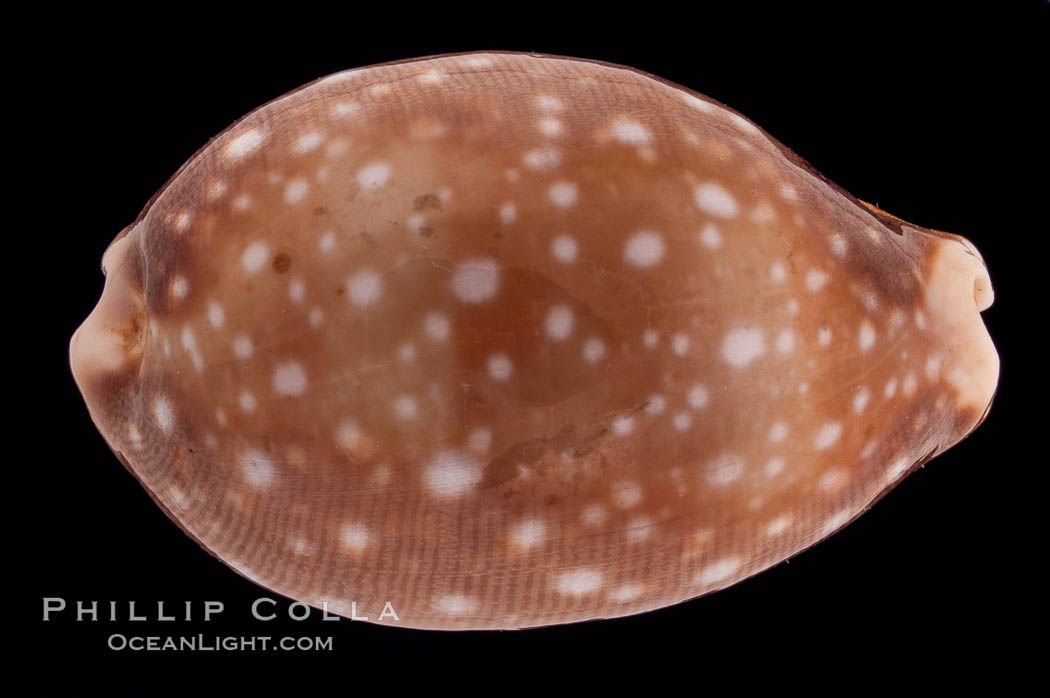 Pacific Deer Cowrie., Cypraea vitellus, natural history stock photograph, photo id 08333