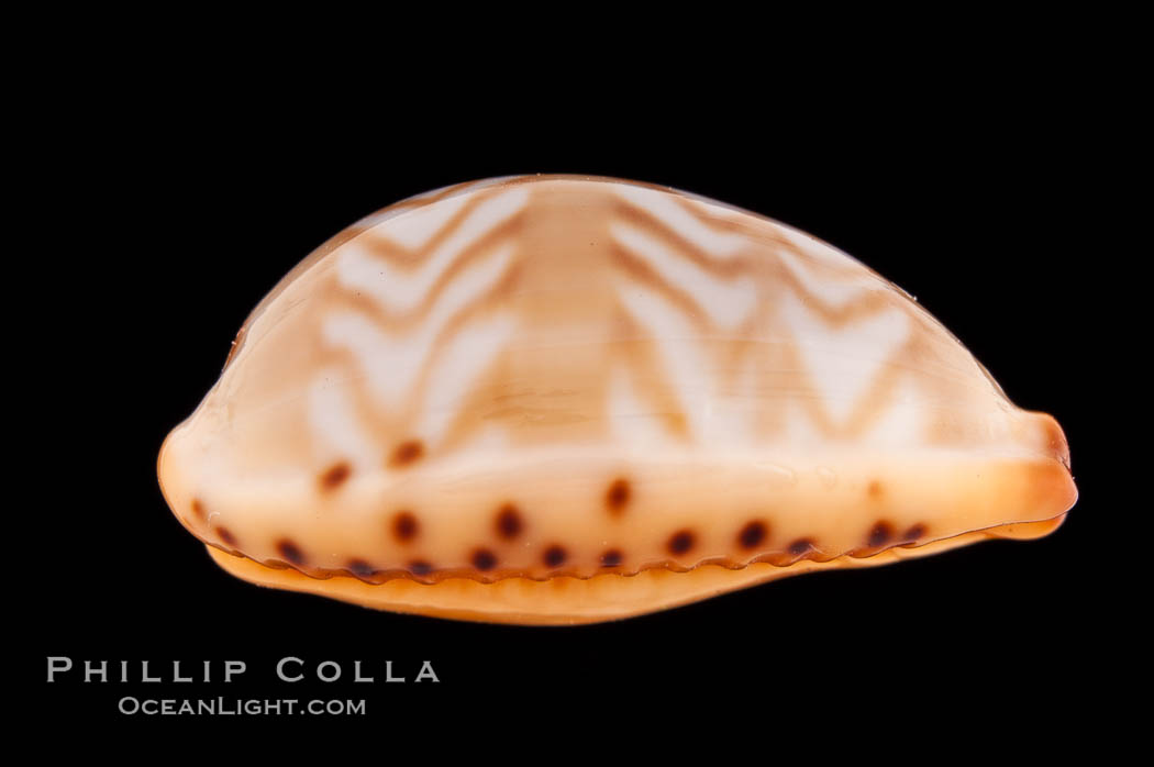 Zigzag Cowrie., Cypraea ziczac, natural history stock photograph, photo id 08754