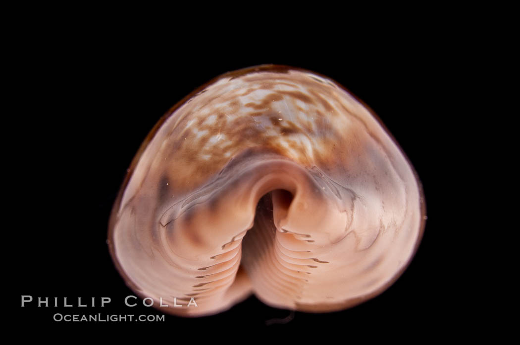 Zoned Cowrie., Cypraea zonaria, natural history stock photograph, photo id 08576