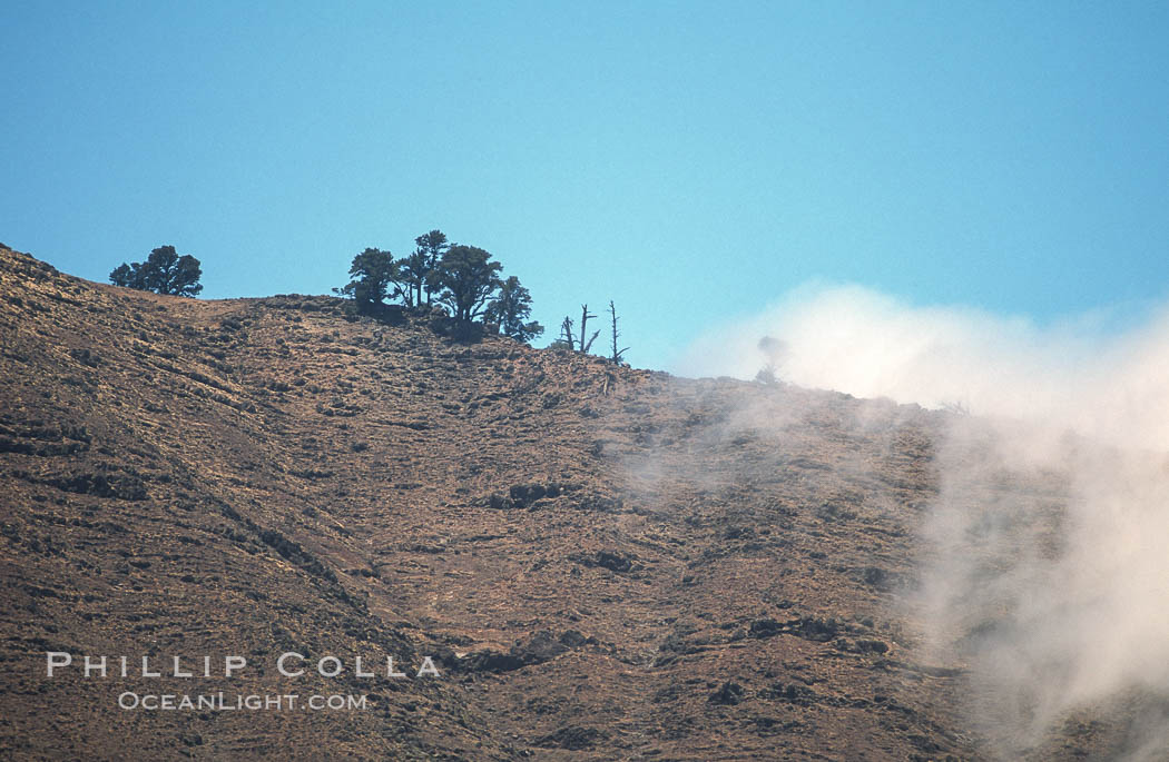 Sparse trees along island crest catch moisture from clouds. Guadalupe Island (Isla Guadalupe), Baja California, Mexico, natural history stock photograph, photo id 03840