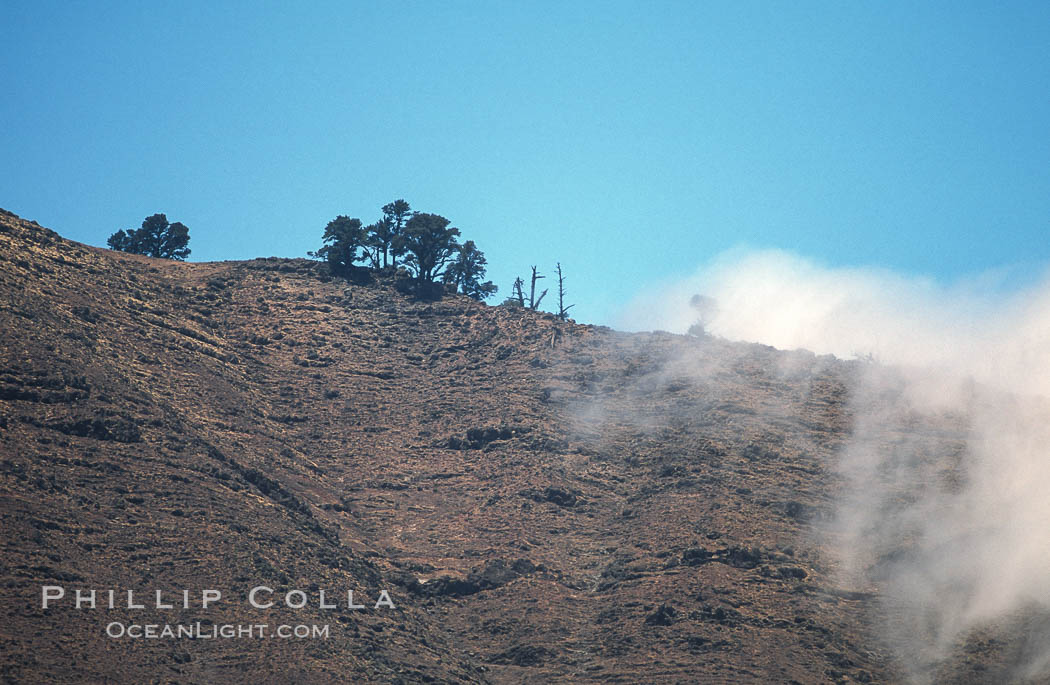 Sparse trees along island crest catch moisture from clouds. Guadalupe Island (Isla Guadalupe), Baja California, Mexico, natural history stock photograph, photo id 03839