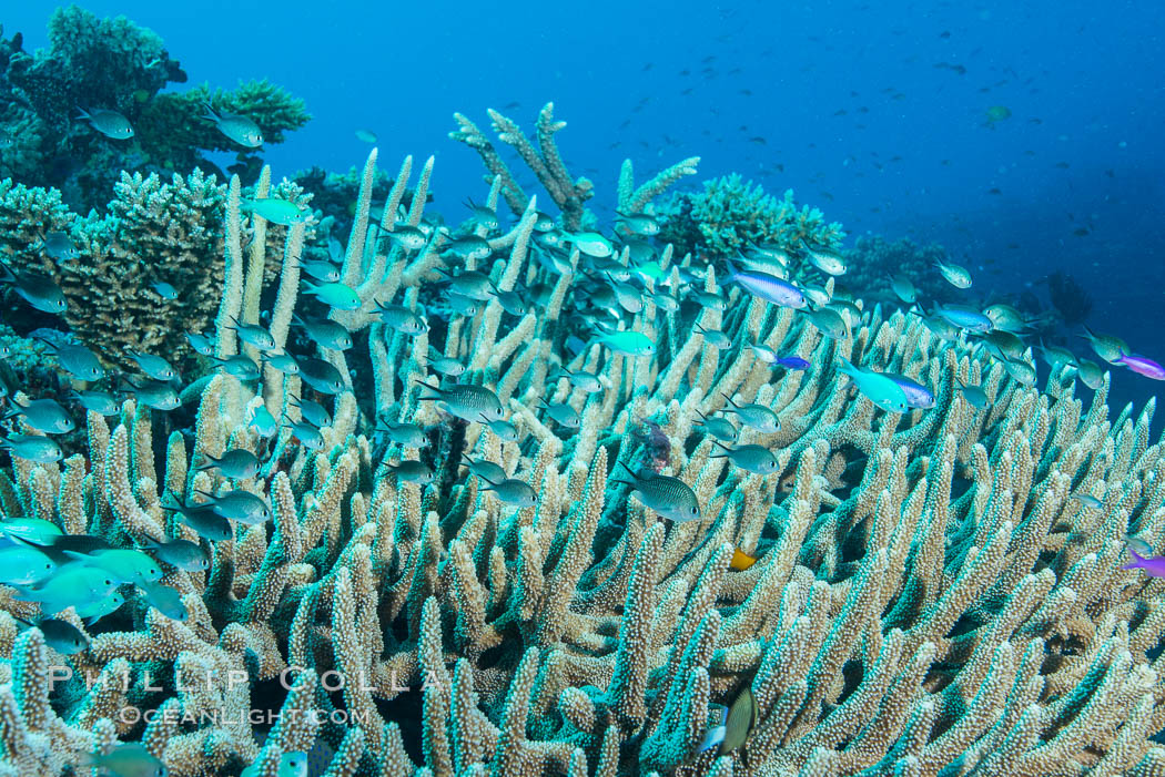Damselfish find protection within the branches of a hard coral, Fiji. Wakaya Island, Lomaiviti Archipelago, natural history stock photograph, photo id 31737