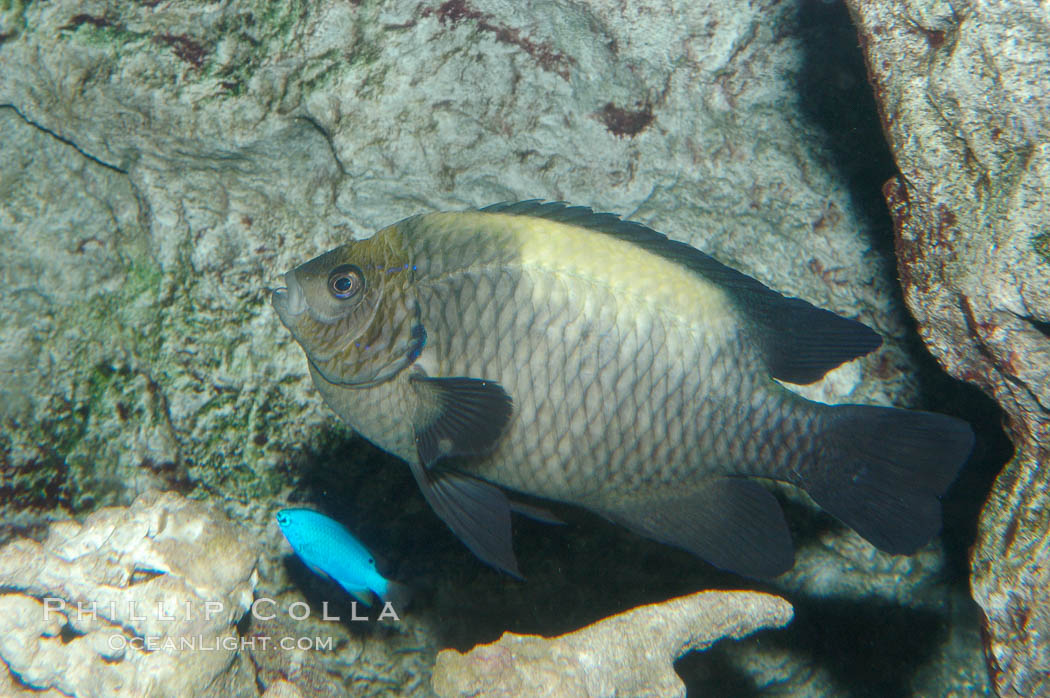 Unidentified damselfish., natural history stock photograph, photo id 08908