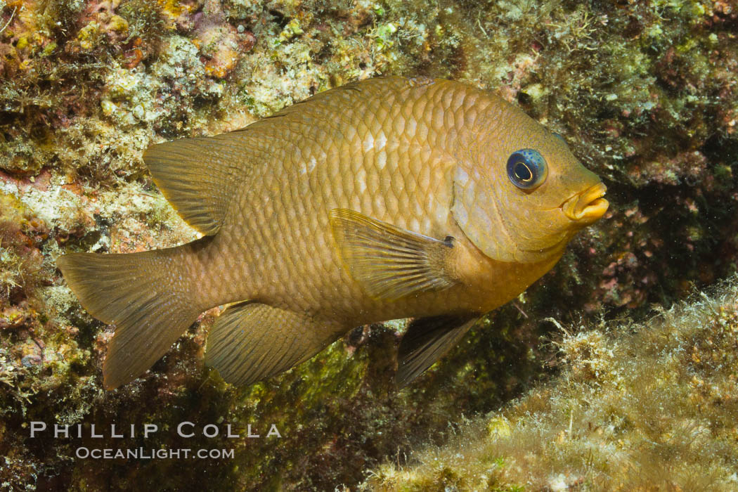 Unidentified damselfish, Sea of Cortez. Baja California, Mexico, natural history stock photograph, photo id 27480