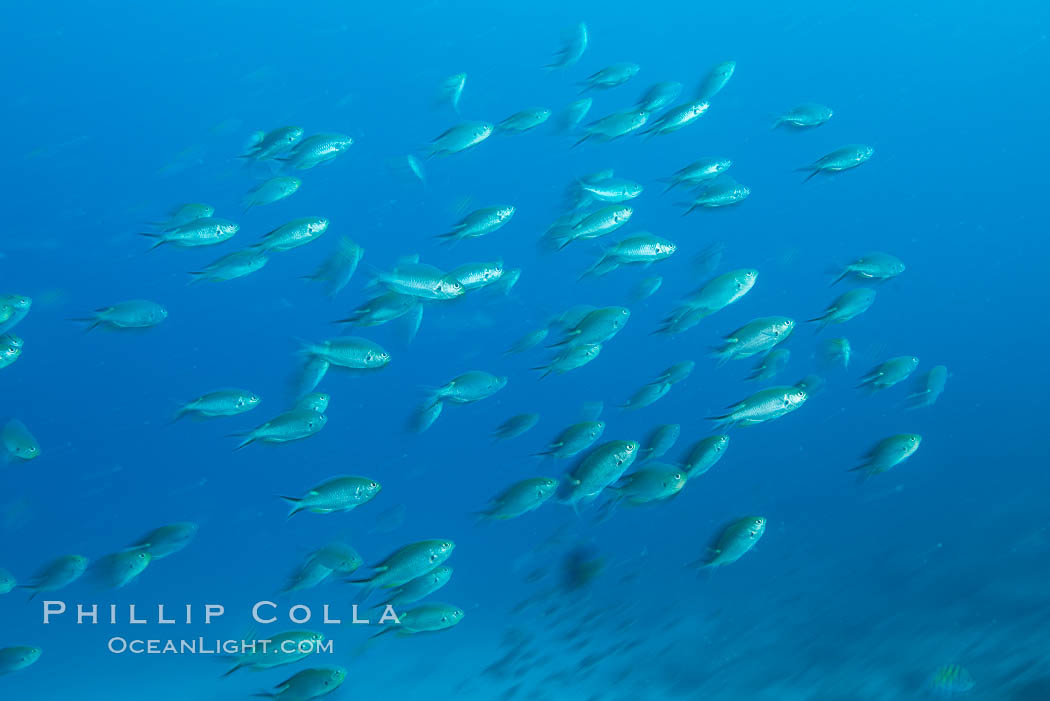 Damselfish swimming over rocky reef, sunset. Sea of Cortez, Baja California, Mexico, natural history stock photograph, photo id 31285