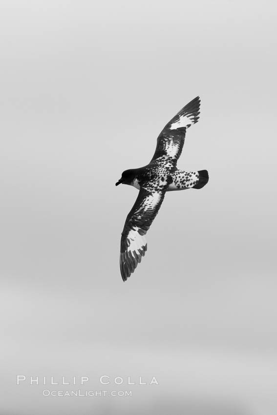 Pintado petrel, in flight. South Georgia Island, Daption capense, natural history stock photograph, photo id 24364