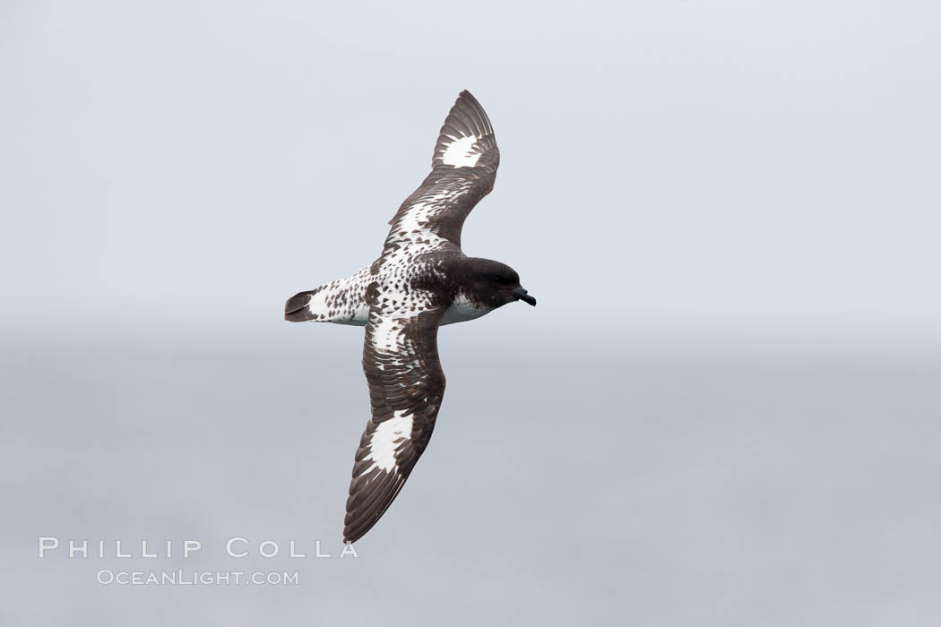 Pintado petrel in flight. Scotia Sea, Southern Ocean, Daption capense, natural history stock photograph, photo id 24707