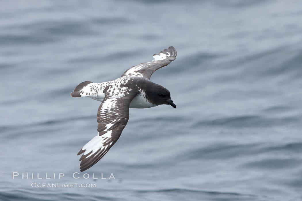 Pintado petrel in flight. Scotia Sea, Southern Ocean, Daption capense, natural history stock photograph, photo id 24731