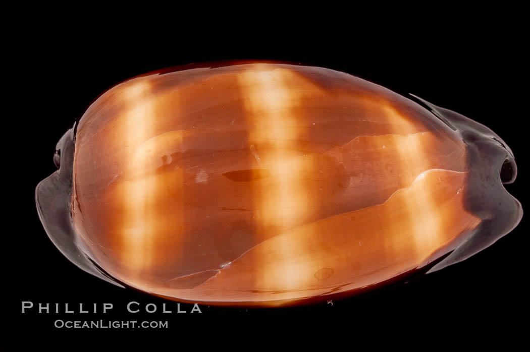 Dark Mole Cowrie., Cypraea talpa saturata, natural history stock photograph, photo id 08519