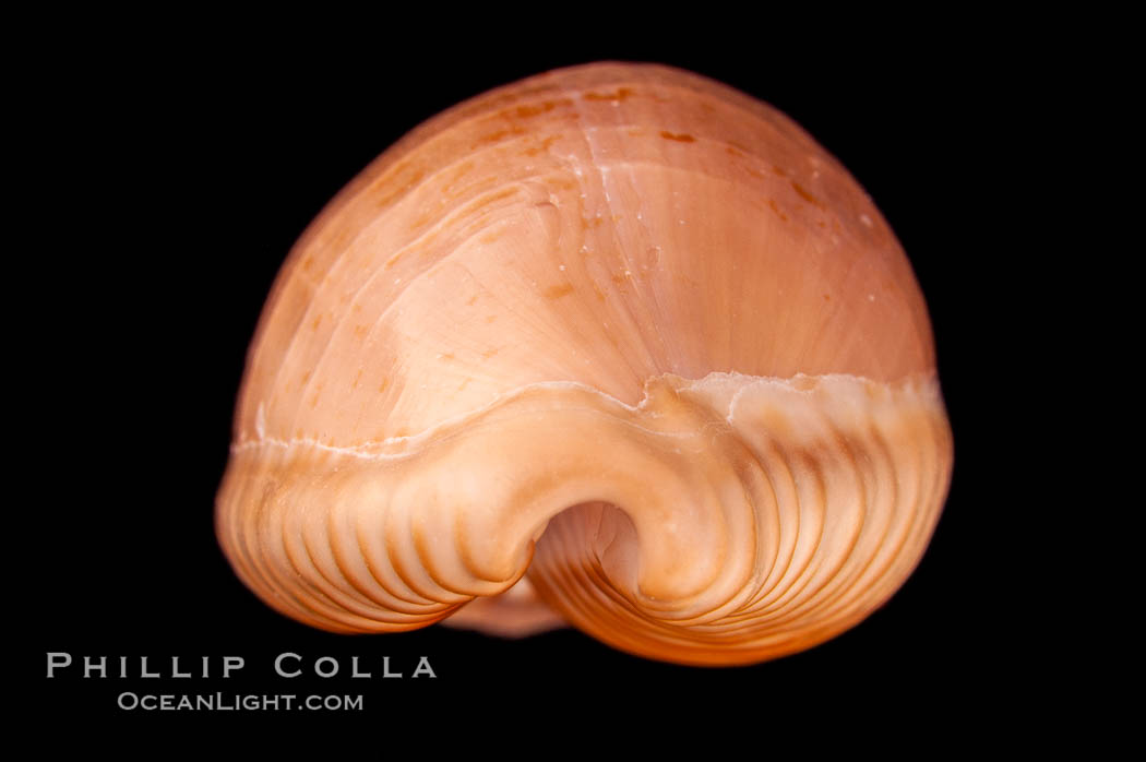 Dark-toothed Cowrie., Cypraea fuscodentata, natural history stock photograph, photo id 08024