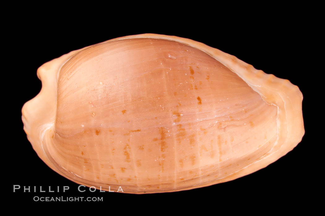 Dark-toothed Cowrie., Cypraea fuscodentata, natural history stock photograph, photo id 08021