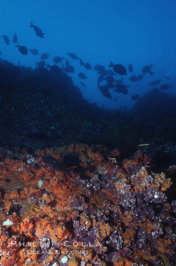 Darwin Island. Galapagos Islands, Ecuador, natural history stock photograph, photo id 01886