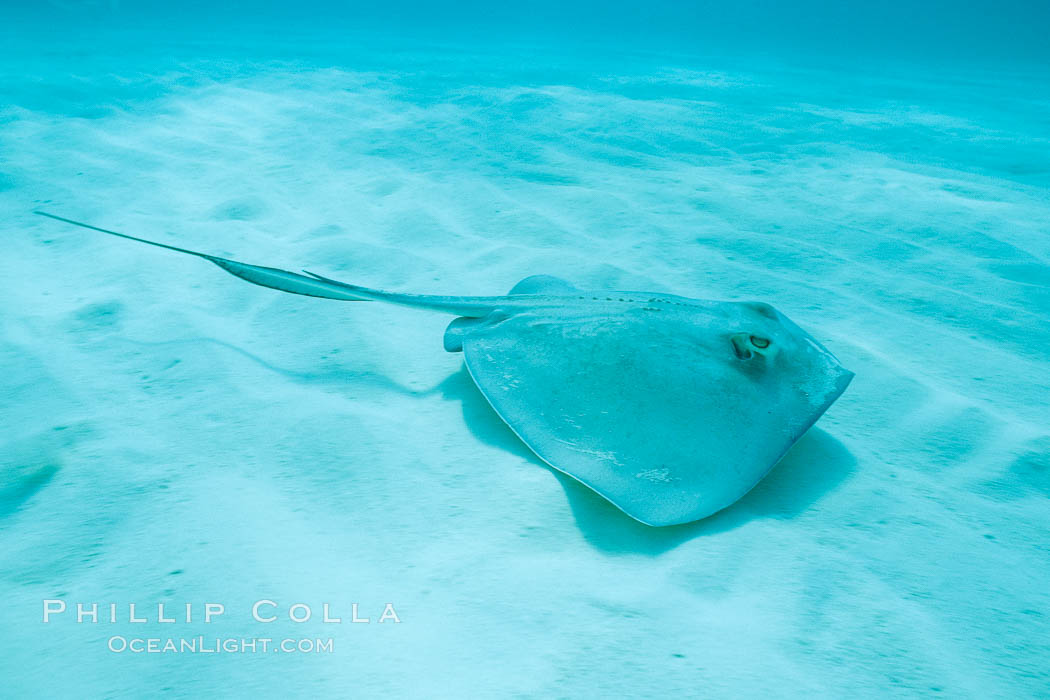 Southern stingray. Bahamas, Dasyatis americana, natural history stock photograph, photo id 05002