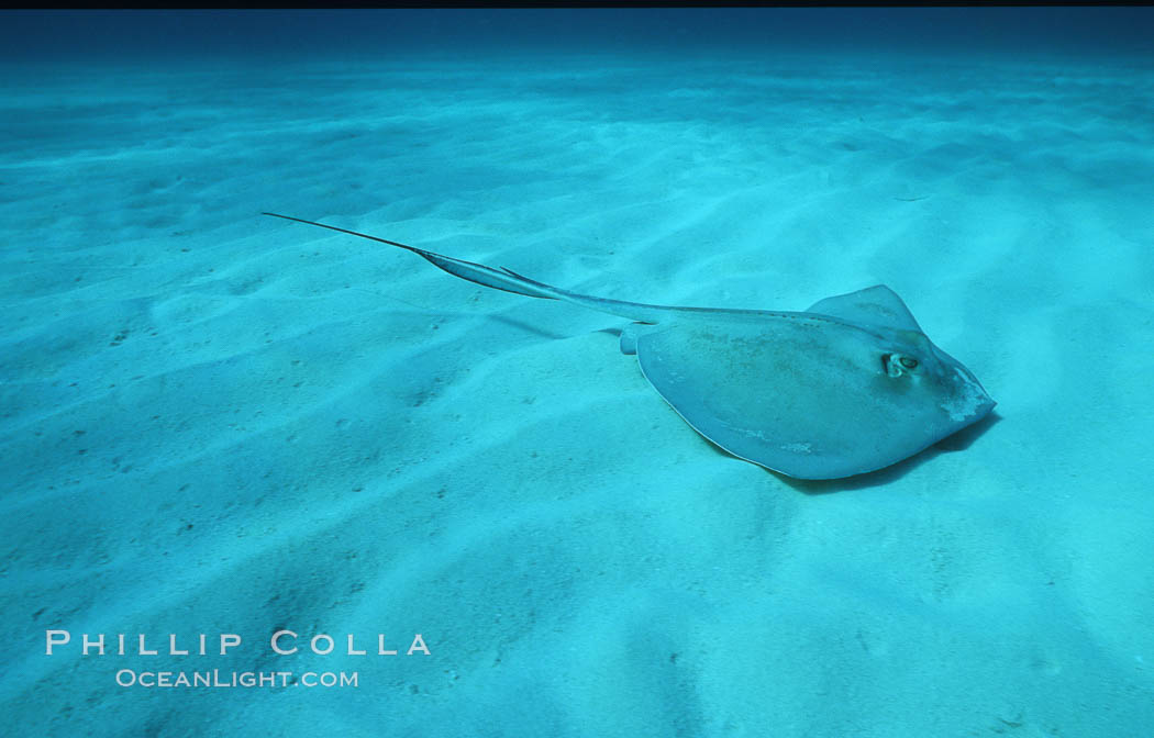 Southern stingray. Bahamas, Dasyatis americana, natural history stock photograph, photo id 06115