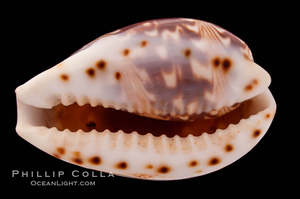 Daybreak Cowrie., Cypraea diluculum, natural history stock photograph, photo id 08425