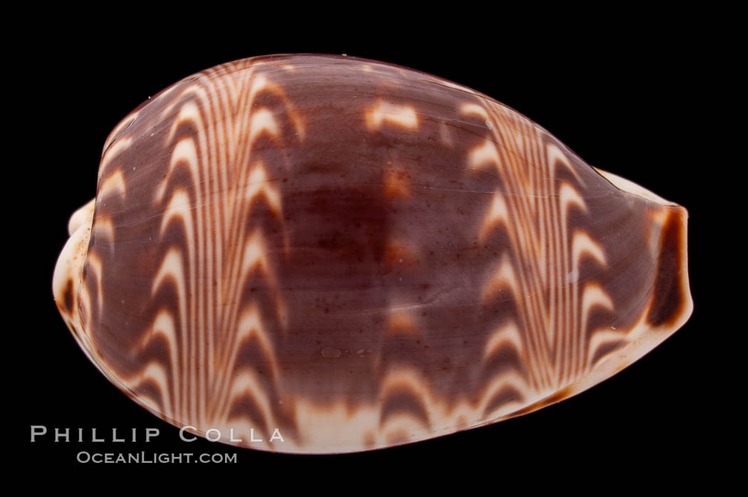 Daybreak Cowrie., Cypraea diluculum, natural history stock photograph, photo id 08424