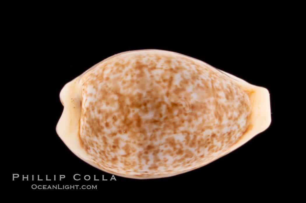 Dayrit's Cowrie., Cypraea dayritiana, natural history stock photograph, photo id 08759