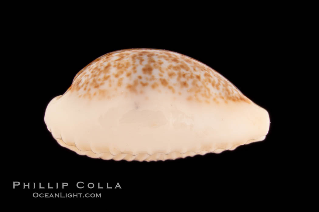 Dayrit's Cowrie., Cypraea dayritiana, natural history stock photograph, photo id 08761