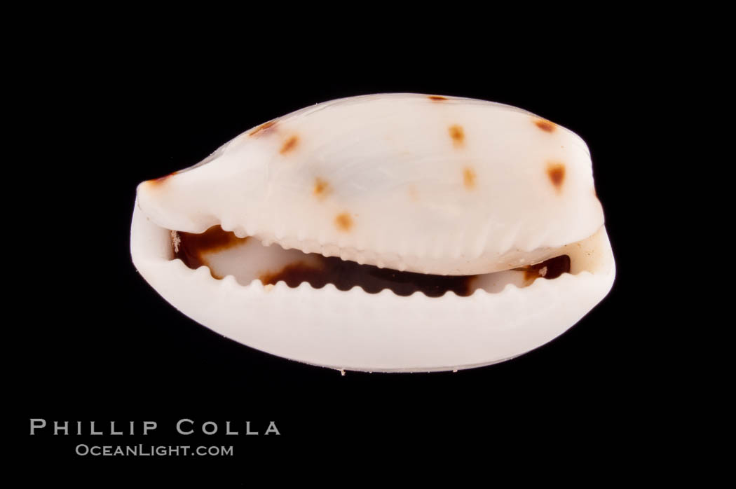 de Priester's Cowrie., Cypraea kieneri depriesteri, natural history stock photograph, photo id 08510