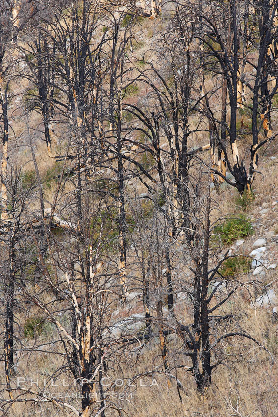 Dead trees killed by fire on the sides of Rock Creek Canyon. Rock Creek Canyon, Sierra Nevada Mountains, California, USA, natural history stock photograph, photo id 23350