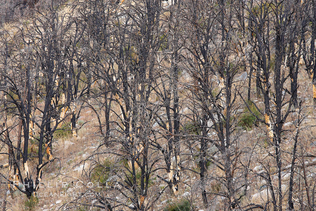 Dead trees killed by fire on the sides of Rock Creek Canyon. Rock Creek Canyon, Sierra Nevada Mountains, California, USA, natural history stock photograph, photo id 23380