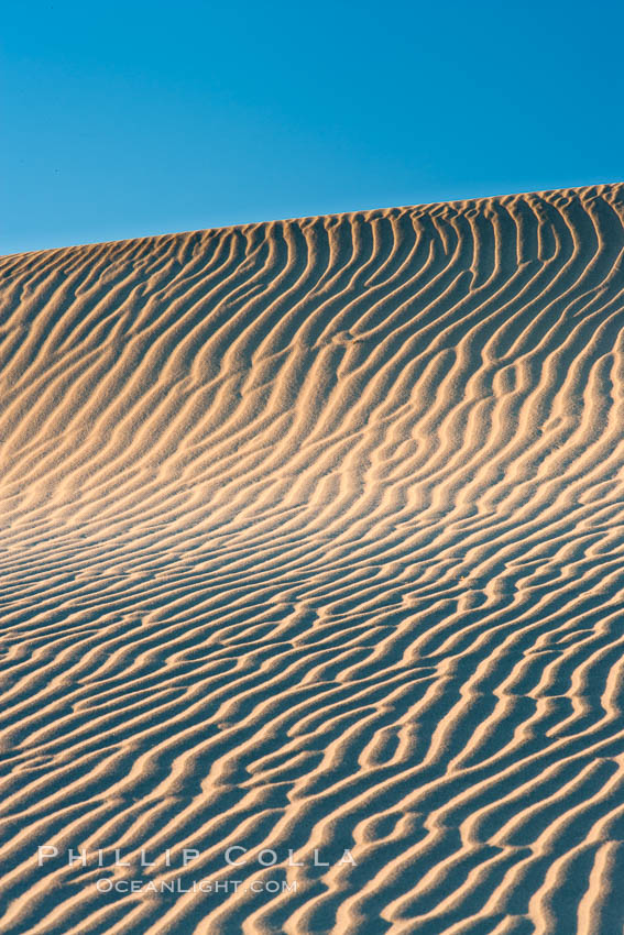 Ripples in sand dunes at sunset, California.  Winds reshape the dunes each day.  Early morning walks among the dunes can yield a look at sidewinder and kangaroo rats tracks the nocturnal desert animals leave behind. Stovepipe Wells, Death Valley National Park, USA, natural history stock photograph, photo id 15578