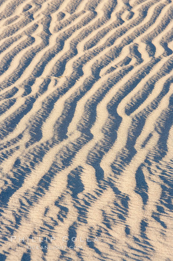 Ripples in sand dunes at sunset, California.  Winds reshape the dunes each day.  Early morning walks among the dunes can yield a look at sidewinder and kangaroo rats tracks the nocturnal desert animals leave behind. Stovepipe Wells, Death Valley National Park, USA, natural history stock photograph, photo id 15604